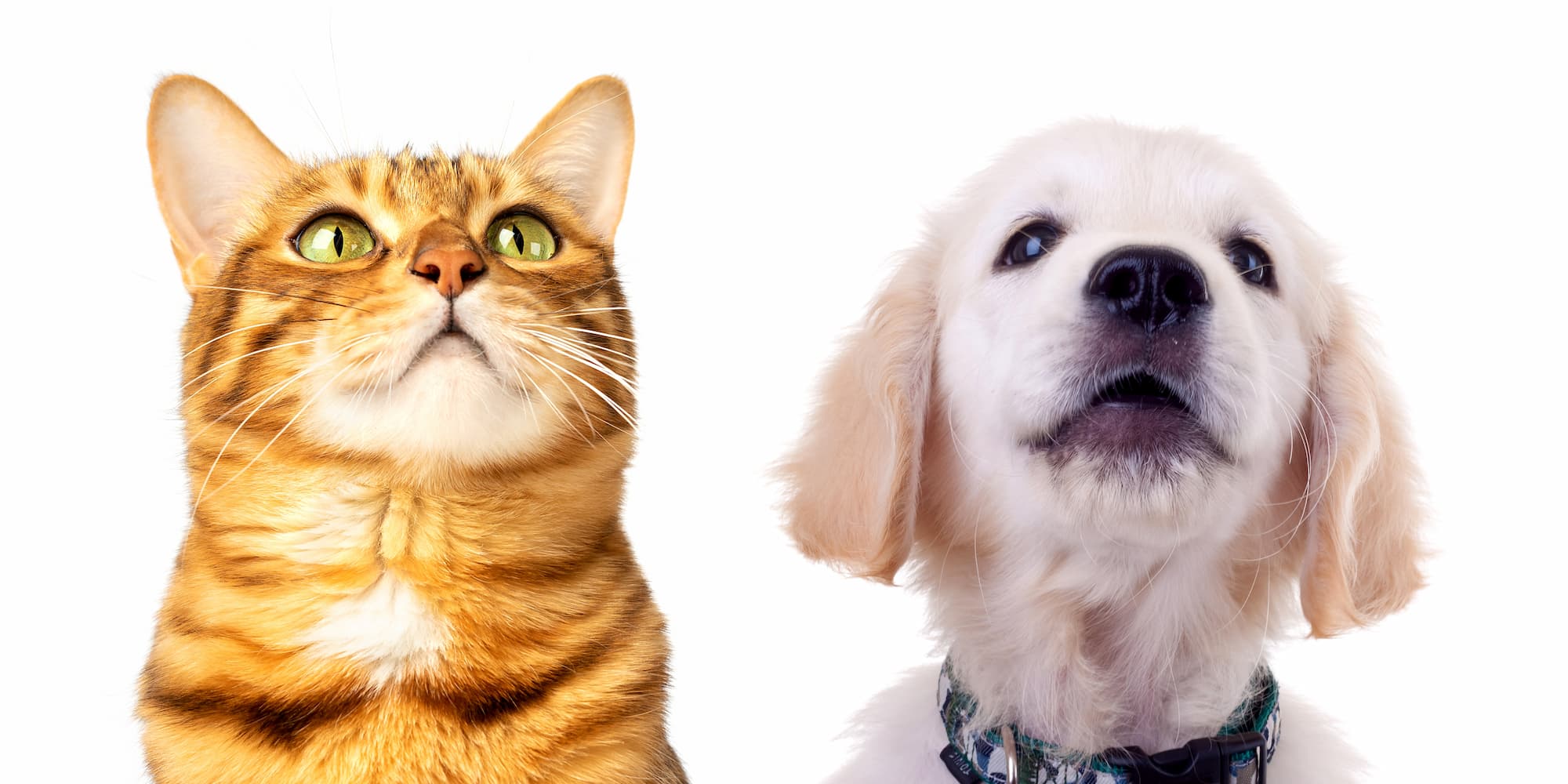 Happy cat and dog looking up at services