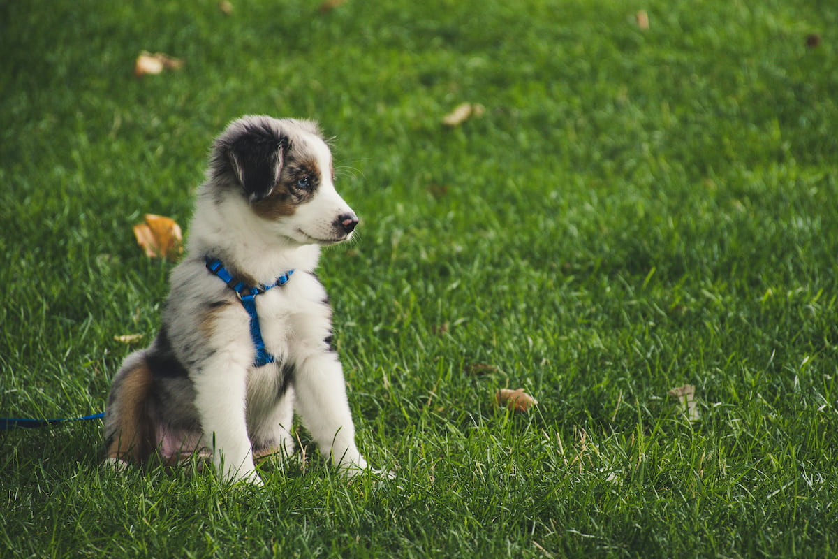 Young puppy, happy, in a field of grass